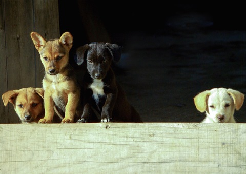 dog-3286094-crop.jpg