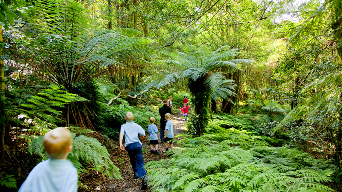 Mount Tomah Walking Track
